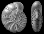 Elphidium clavatum Cushman, 1930 holotype