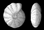 Elphidium hughesi var. foraminosum CUSHMAN 1939, holotype