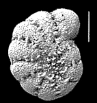 Cribroelphidium mirum Langer and Schmidt–Sinns, 2006, holotype, 