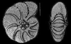 Elphidium omuraense SHUTO 1953, holotype, author: Hayward, Bruce W.