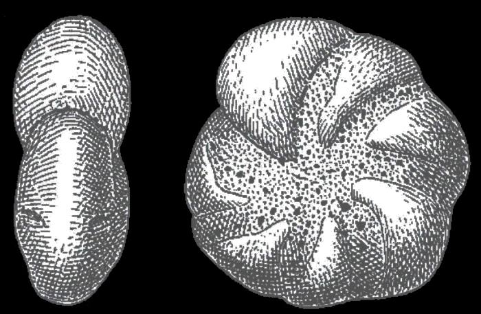 Elphidium hallandense BROTZEN 1943, holotype