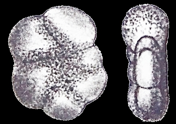 Elphidium (Polystomella) magellanica Heron-Allen and Earland 1932, syntype