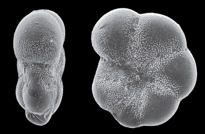 Elphidium (Polystomella) magellanicum Heron-Allen and Earland 1932, paratype