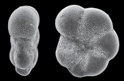 Elphidium (Polystomella) magellanicum Heron-Allen and Earland 1932, paratype, author: Hayward, Bruce W.