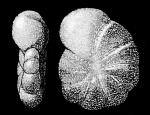 Elphidiella kerguelenensis Parr 1950, holotype