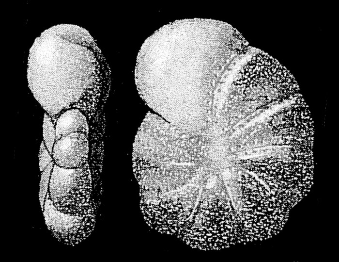 Elphidiella kerguelenensis Parr 1950, holotype