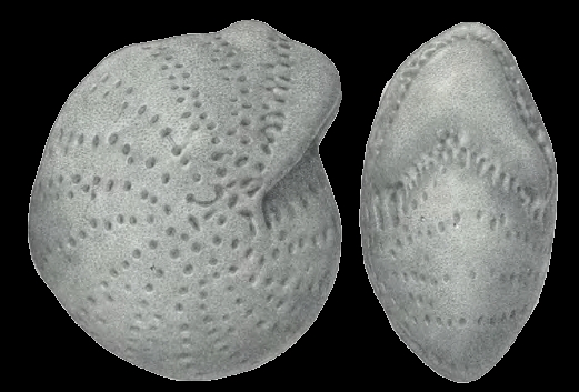Saidovella okhotica Voloshinova and Kusnetsova 1970 holotype