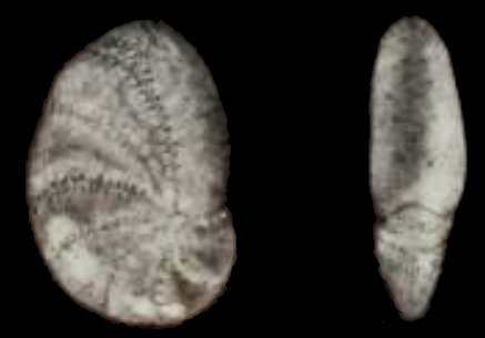 Rectoelphidiella aplata He, Hu and Wang 1965, holotype