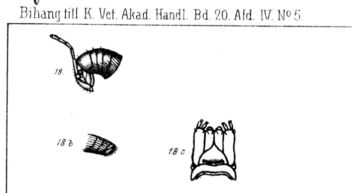 Stemmiulus nigricollis Stemmiulus nigricollis