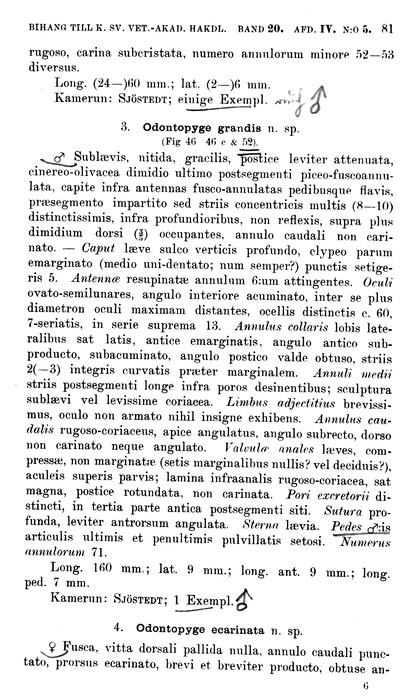 p. 81 Odontopyge grandis