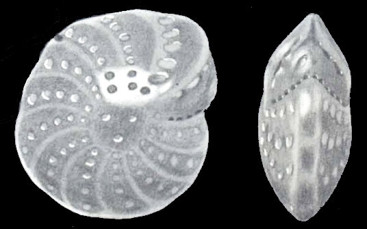 Cribroelphidium bombayense McCULLOCH 1977, holotype