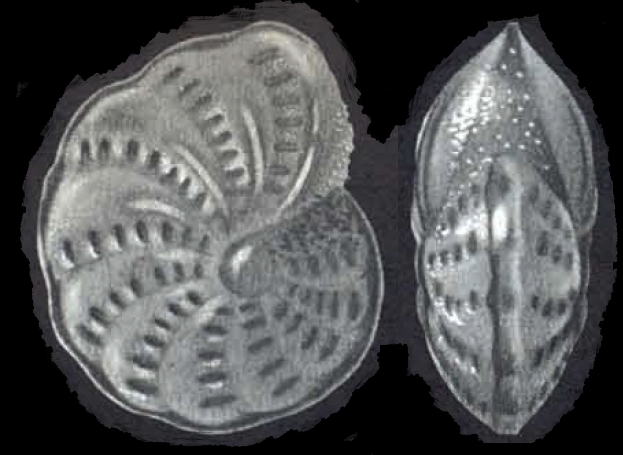 Elphidium (?) singaporense McCULLOCH 1977, holotype