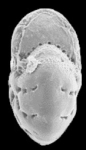 Cribrononion illawarraensis ALBANI and YASSINI 1993, figs. 24–25, holotype