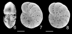 Cribrononion illawarraensis ALBANI and YASSINI 1993, topotype