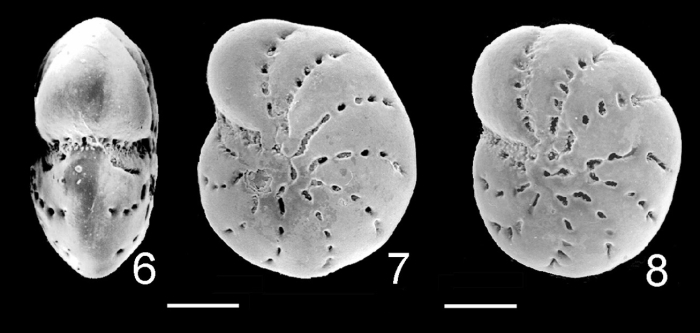 Cribrononion illawarraensis ALBANI and YASSINI 1993, topotype