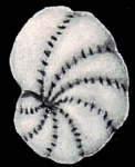 Elphidium kusiroense Asano 1938 holotype