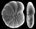 Elphidium kusiroense Asano, 1938, identified specimen
