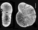 Elphidium articulatum multicameratum COLLINS 1974, toptotype