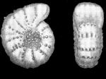 Elphidium morenoi Bermúdez, 1935, holotype