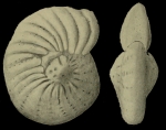 Elphidium oregonense Cushman and Grant, 1927, holotype