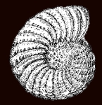Elphidium oregonense var. recens Shchedrina, 1955, holotype