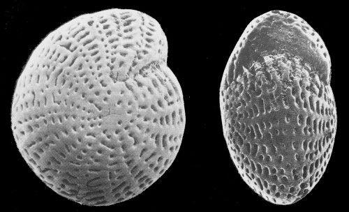 Nautilus striato-punctatus FICHTEL and MOLL, lectotype