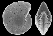 Elphidium discoidale (dOrbigny, 1839), identified specimen, Gulf of Mexico, author: Hayward, Bruce W.