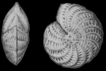 Elphidium excubitor Nicol 1944 holotype