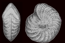 Elphidium concinnum Nicol, 1944, holotype, author: Hayward, Bruce W.