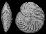Elphidium fax Nicol, 1944, holotype