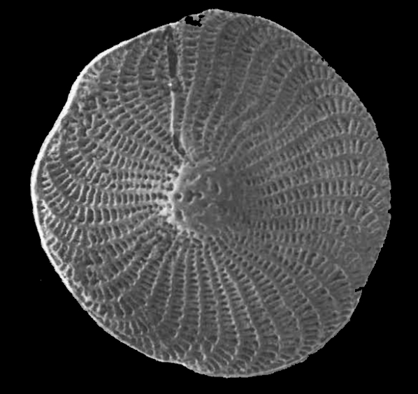 Elphidium granulatum (Costa 1856), Identified specimen, Italy, Pliocene