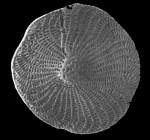 Elphidium granulatum (Costa 1856), Identified specimen, Italy, Pliocene