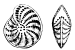 Elphidium miyatense Fujita, 1956, holotype