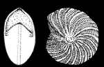 Elphidiella indopacifica Germeraad.1946, holotype