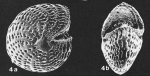 Elphidiella indopacifica Germeraad.1946, identified specimen, Japan