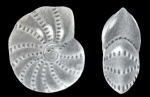 Elphidium colomboense McCulloch, 1977, holotype,