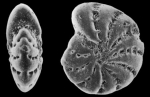 Elphidium gerthi van Voorthuysen, 1957, identified specimen, Denmark