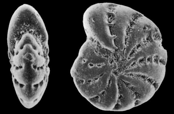 Elphidium gerthi van Voorthuysen, 1957, identified specimen, Denmark