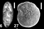 Elphidium gudinae (Polova, 1977), paratypes
