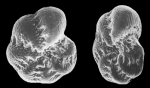Cribrononion lagunensis Albani and Serandrei–Barbero, 1982, holotype
