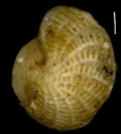 Polystomella oweniana d’Orbigny 1839 lectotype