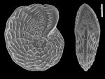 Elphidium owenianum (d’Orbigny, 1839),identified specimen, Chile, Patagonia, Beagle Channel