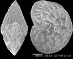 Elphidium suzukii Husezima and Maruhasi, 1944, identified specimen, apan, Matsushima Bay,