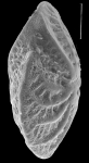 Elphidium sculpturatum Cushman, 1936, identified specimen, Western Australia, Augusta