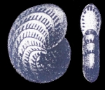 Polystomella complanatum d’Orbigny. 1839