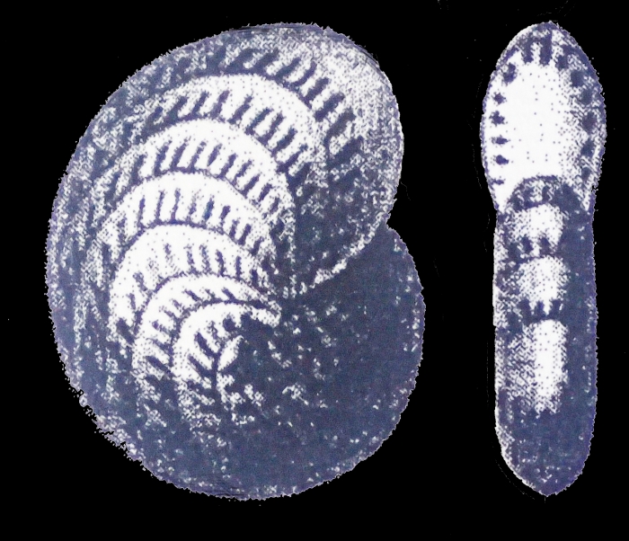 Polystomella complanatum d’Orbigny. 1839