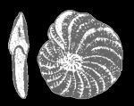 Elphidium maioricense Colom, 1942, syntype