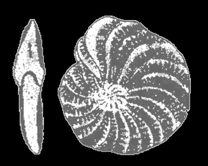 Elphidium maioricense Colom, 1942, syntype