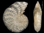 Polystomella jenseni Cushman, 1924, holotype
