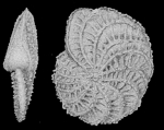 Elphidium pustulosum Cushman and McCulloch, 1940, holotype